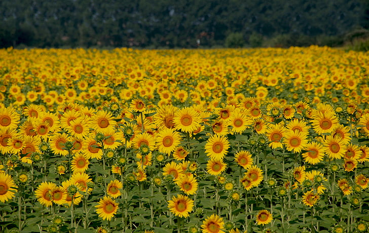 solrosor, fältet, Italien, gul, blomma, naturen, solen