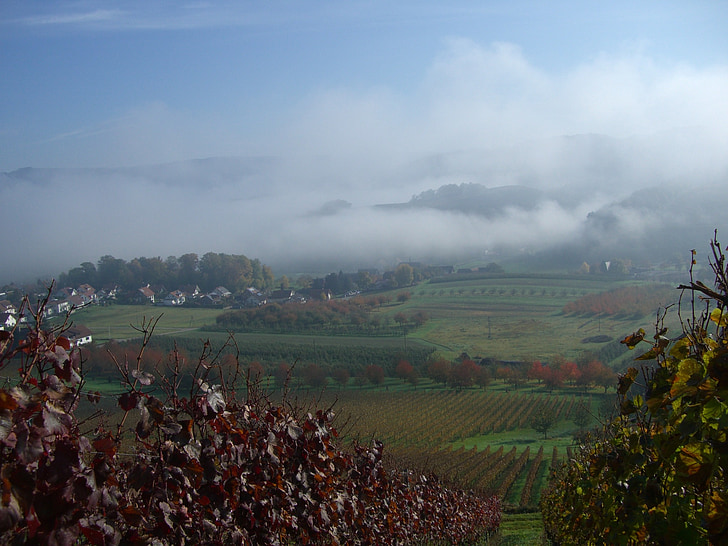 bottenau, kebun anggur, musim gugur, kabut, ortenau, Oberkirch, alam