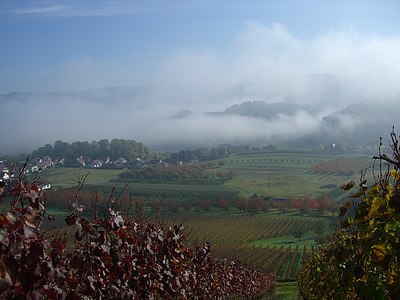 bottenau, vineyard, autumn, fog, ortenau, oberkirch, nature