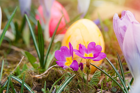 påske, påskeegg, våren, fargerike, egg, farge, blomster
