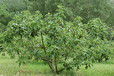 árbol de higo, Provenza, Sur, árbol, naturaleza, hoja, agricultura