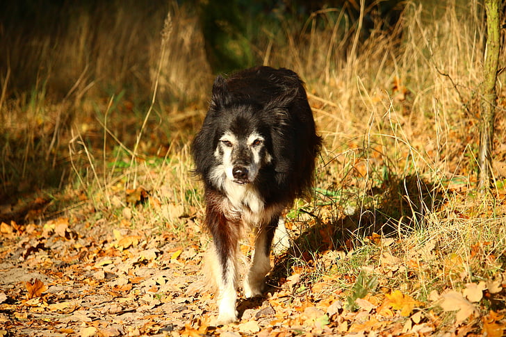 Hund, Grenze, Hütehund, Border-collie, Collie, britische sheepdog, Rassehund