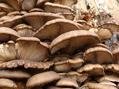 pleorotus, scrivia, mushrooms, fungus, nature, mushroom, food