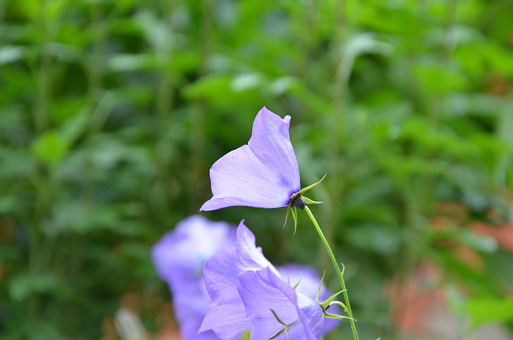 bunga, Bell, musim panas