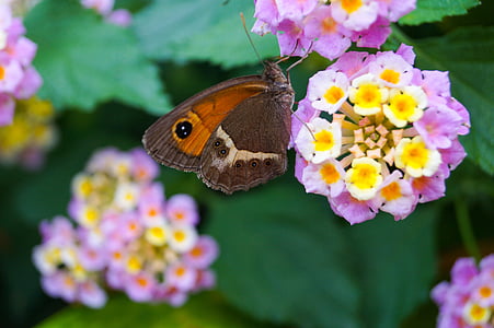 Lantana, motýl, Příroda, zahrada, hmyz, křídla, květiny