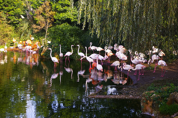 zoologijos sodas, flamandų roze, gyvūnai, paukštis, Gamta, flamingas, Laukiniai gyvūnai