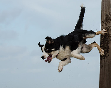 grænsen collie, hund trick, hund Vis trick, Pole hoppe