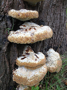 mushroom, stoned mushroom, nature, natural, fungus