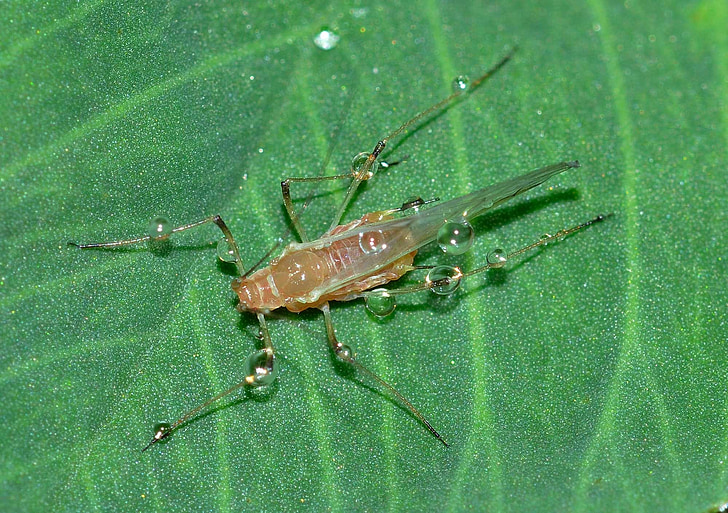insetos, afídio, Hemiptera