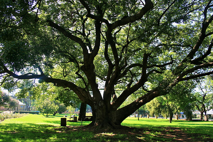 oak tree, tree, oak, majestic, old, grand, big