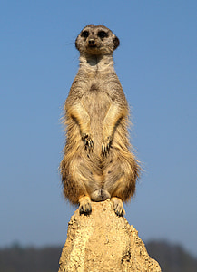 자연, 동물, meerkat