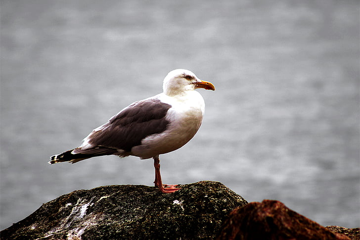 Seagull, Östersjön, fåglar, havet, Seagulls, mås, vatten fågel