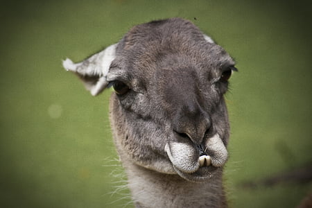 llama, Lama, dyr, Nuttet, natur, dyrenes liv, camelids