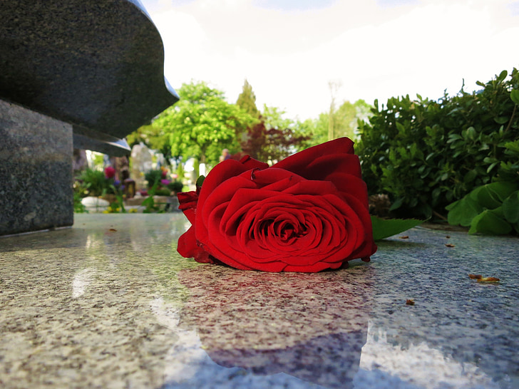 beauty, red rose, rose bloom, tombstone, farewell, cemetery, death