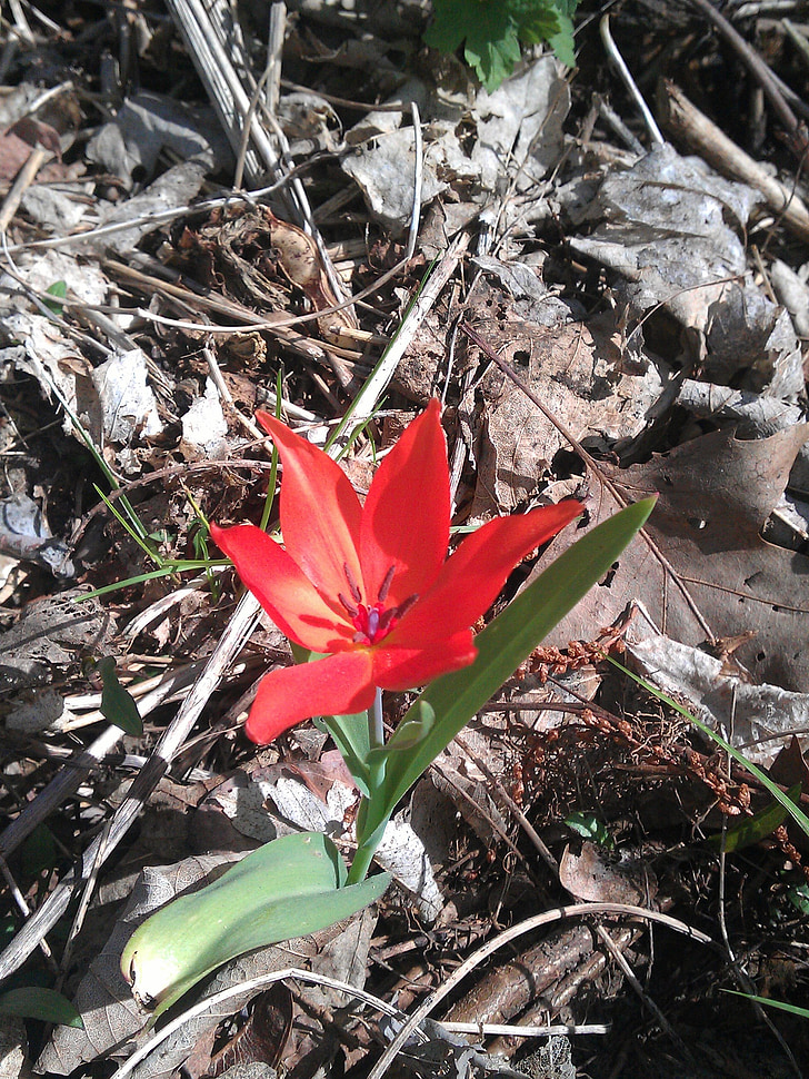 tulip, red, forest, orphaned, change of location, alone