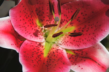 Blüte, Bloom, in der Nähe, Stempel, Lilie, rot