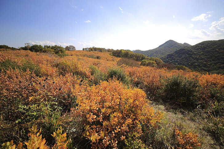 gele gras beam, Hillside, herfst, Weergaven, natuur
