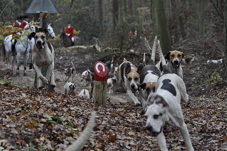 dog, hunting, dogs, forest, drag