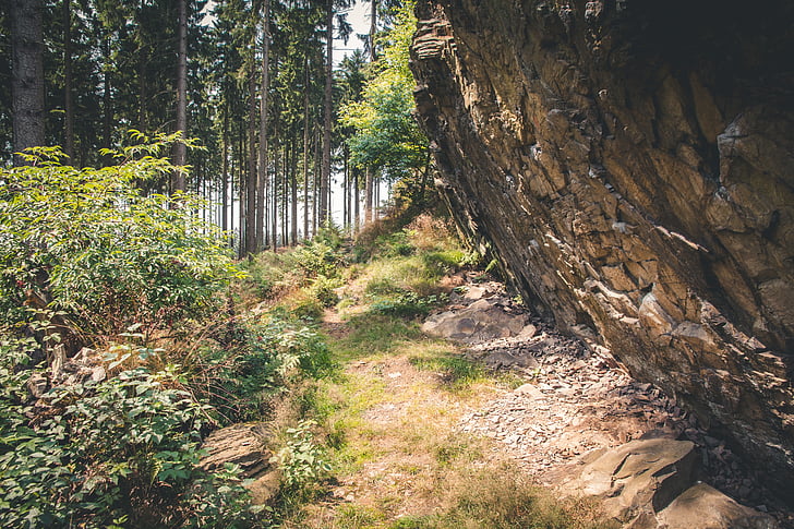 rock, forest path, forest, nature, hiking, landscape, on the go