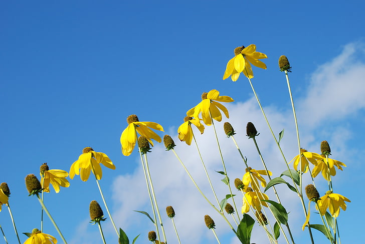 flower, yellow, sunlight, sky, clouds, leaf, plant