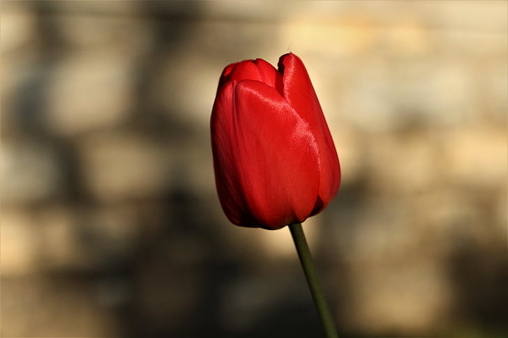Tulip, röd, Tulip våren, våren, naturen, blomma, Springtime