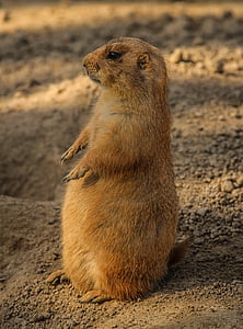 prairie dog, cynomys, burrowing rodent, ground squirrel, alert, animal, wildlife