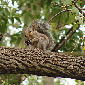 squirrel, eating, tree, branch, nut, outdoors, nature