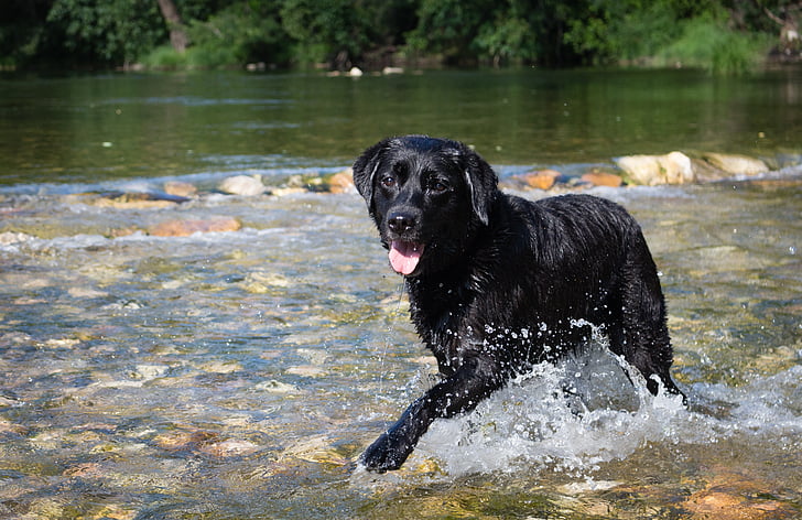 Labrador, suns, melnais suns, suns peldētājs, upes, ūdens, kustība