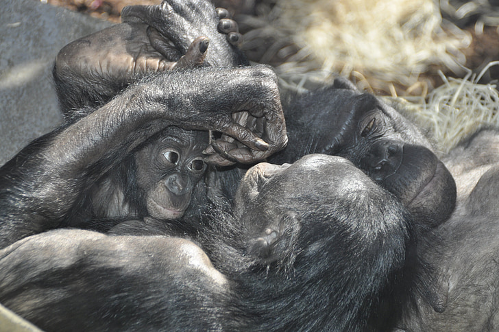 aap liefde, bonobo 's, aap, primaten