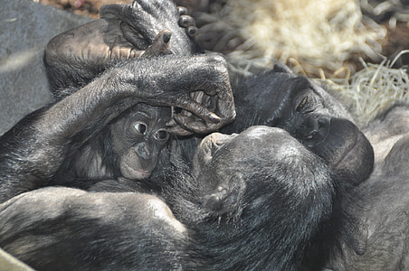 tình yêu con khỉ, bonobos, Ape, động vật linh trưởng