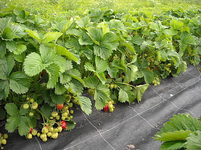 strawberries, plants, green, fruits, fruit, leaves, garden