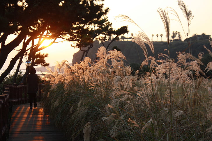 obalni, Otok Jeju, noćni pogled, more, zalazak sunca, put, Reed