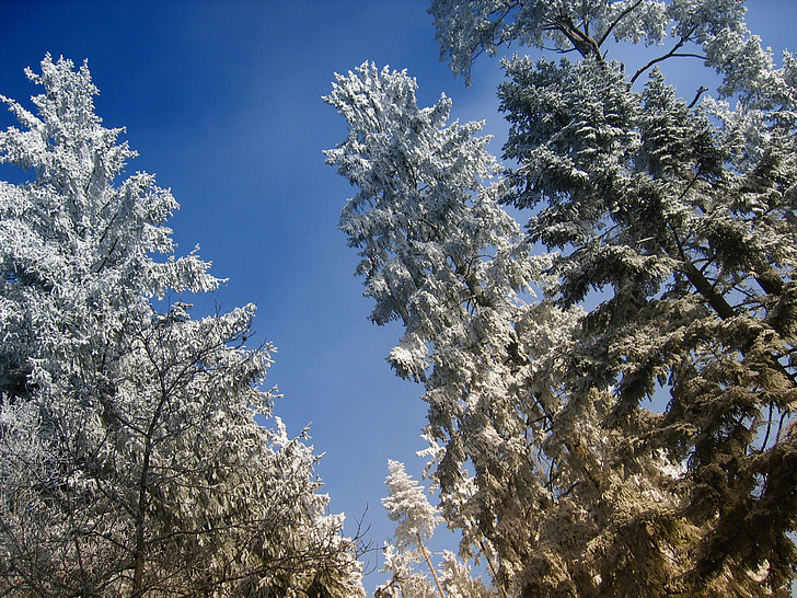 สาขา, ความสวยงาม, หิมะ, ครอบคลุม, ฤดูหนาว, ต้นไม้, หิมะ