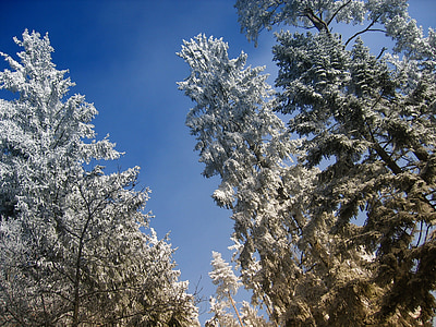 pobočky, estetické, sníh, něž se, Zimní, strom, zasněžené