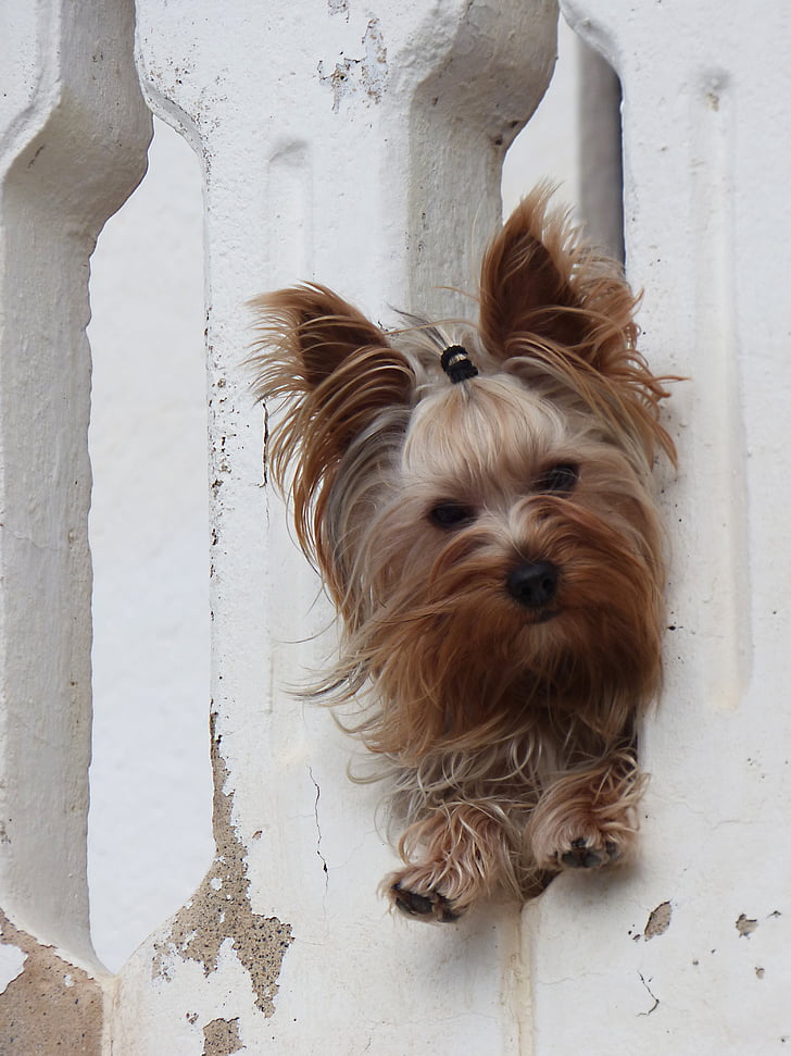 dog, yorkshire terrier, have a look, pet, pets, one animal, domestic animals