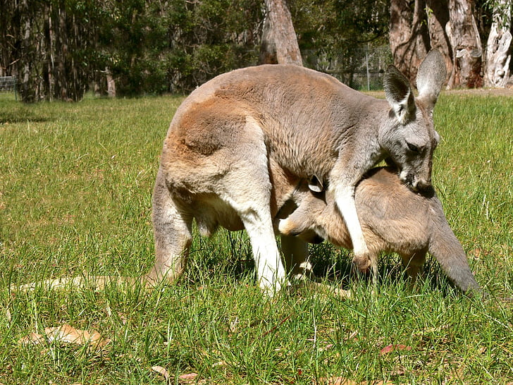 kangur niemowlęcia, kangur, Joey, dziecko, torbacze, Pokrowiec, ciasno
