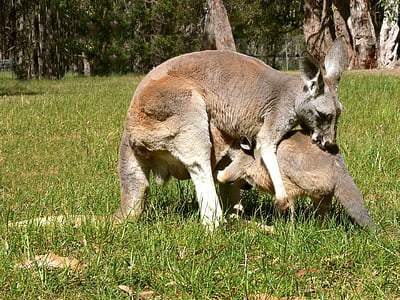 canguru bebé, canguru, Joey, bebê, marsupial, bolsa, apertado