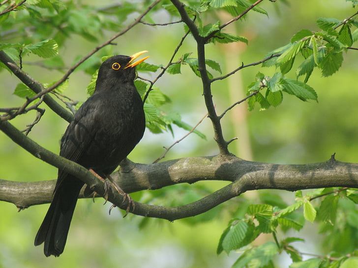 Blackbird, mâles, espèces, largement utilisé, l’Europe, printemps, Songbird