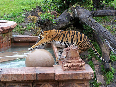 Tigre, reino animal, Disney, Parque zoológico, flora y fauna