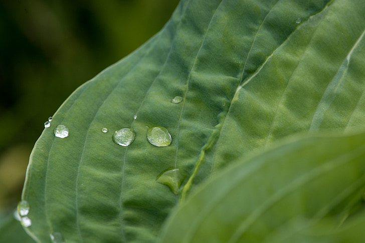folha, folha verde, veios de uma folha, estrutura da folha, gota de água, gota de chuva, gotejamento