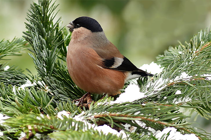 bullfinch, bird, female, animal, pyrrhula, foraging, winter