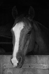 horse, stall, brown, animal, portrait, brown horse, black and white