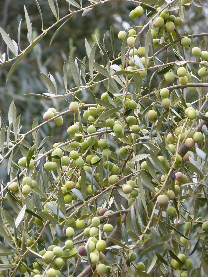olive, olives, chargé, abondance, Arbequina, alimentaire, nature