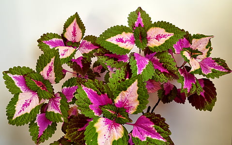 Ortiga colorido, Lamiaceae, planta de interior, solenostemon scutellarioides, naturaleza, planta ornamental