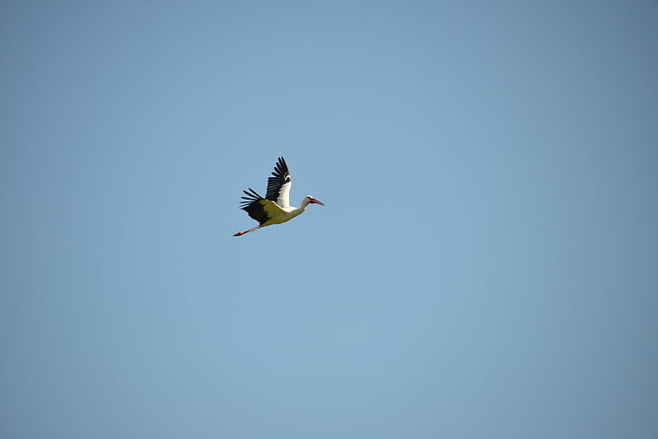stork, flight, bird, animal, rattle stork, white stork, roof