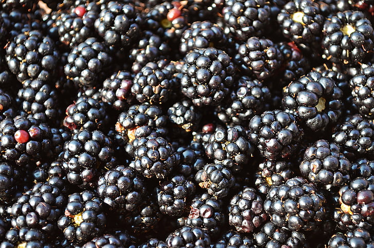 BlackBerry, buah, buah-buahan hutan, Makanan, alam, buah kecil, ungu