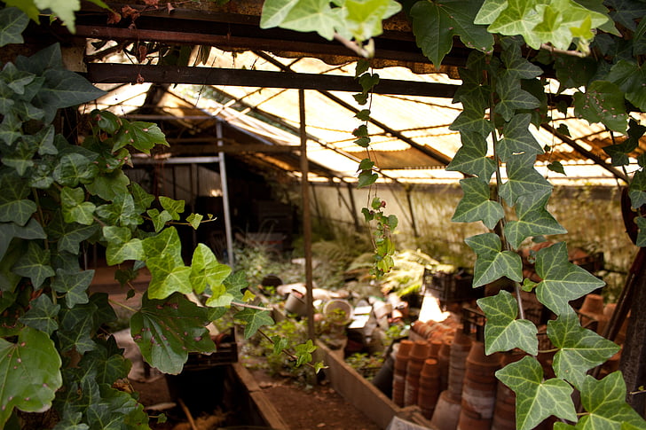greenhouse, garden, abandoned, ivy, old, pot