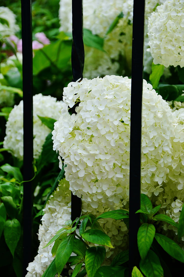hydrangeas, white hydrangeas, garden, garden fence, flowers, ornamental shrub, white flowers