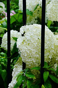 hortensias, hortensias blancs, jardin, clôture de jardin, fleurs, arbuste ornemental, fleurs blanches