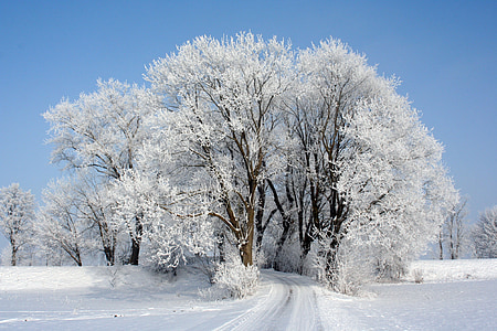 Corona, gelades, arbres, l'hivern, neu, gel, paisatge de neu
